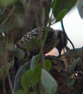 Image of Ladder-backed Woodpecker