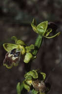 Image of Dark bee orchid