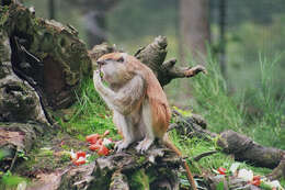 Image of Patas Monkey