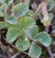 Sivun Oxalis imbricata var. violacea Knuth kuva