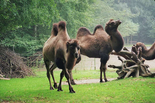 Image of Bactrian camel