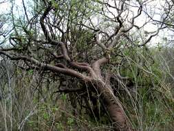 Imagem de Bursera morelensis Ramirez