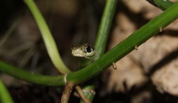 Image of Western Ribbon Snake