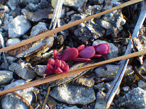 Image of tiny purslane