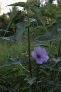 Слика од Ipomoea carnea Jacq.