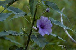 Слика од Ipomoea carnea Jacq.