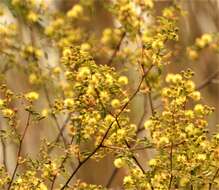 Image of Mimosa bonplandii Benth.