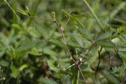 Image of Sensitive Plant