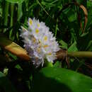 Imagem de Pontederia rotundifolia L. fil.