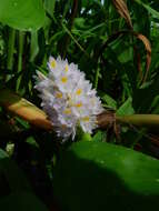 Image of Tropical Pickerelweed