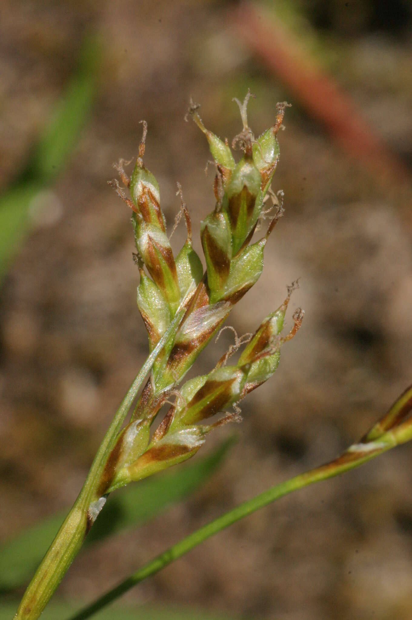 Image of Carex ornithopoda Willd.