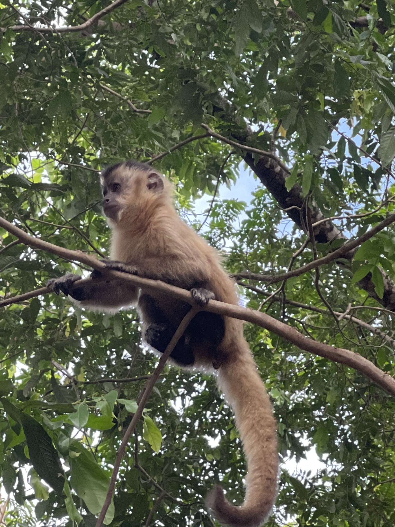 Image of Bearded Capuchin