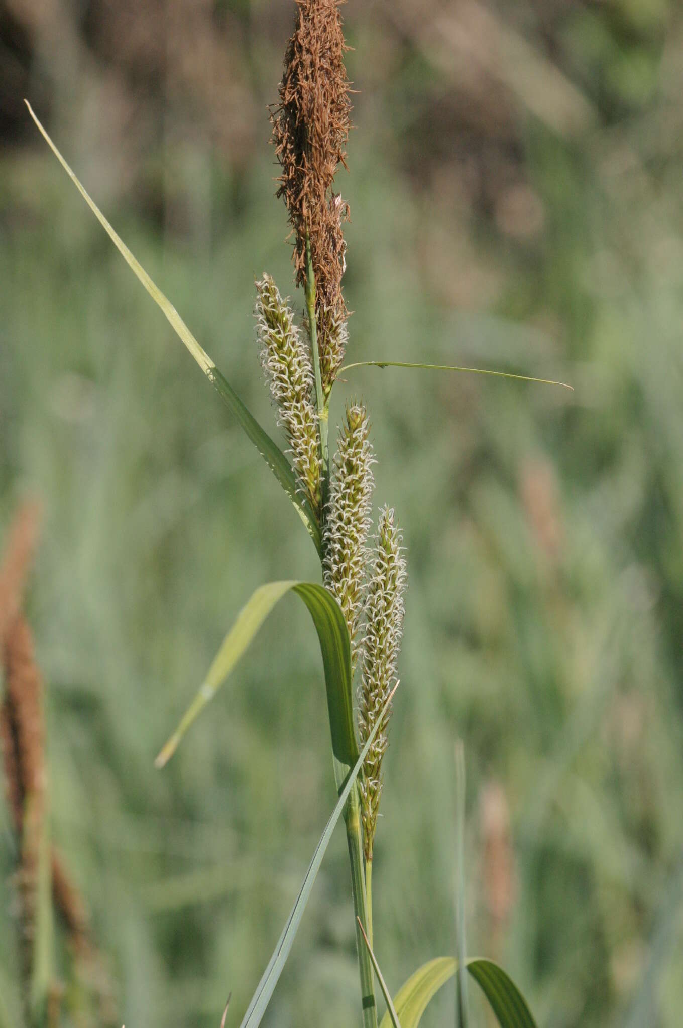 Image of Greater Pond-Sedge