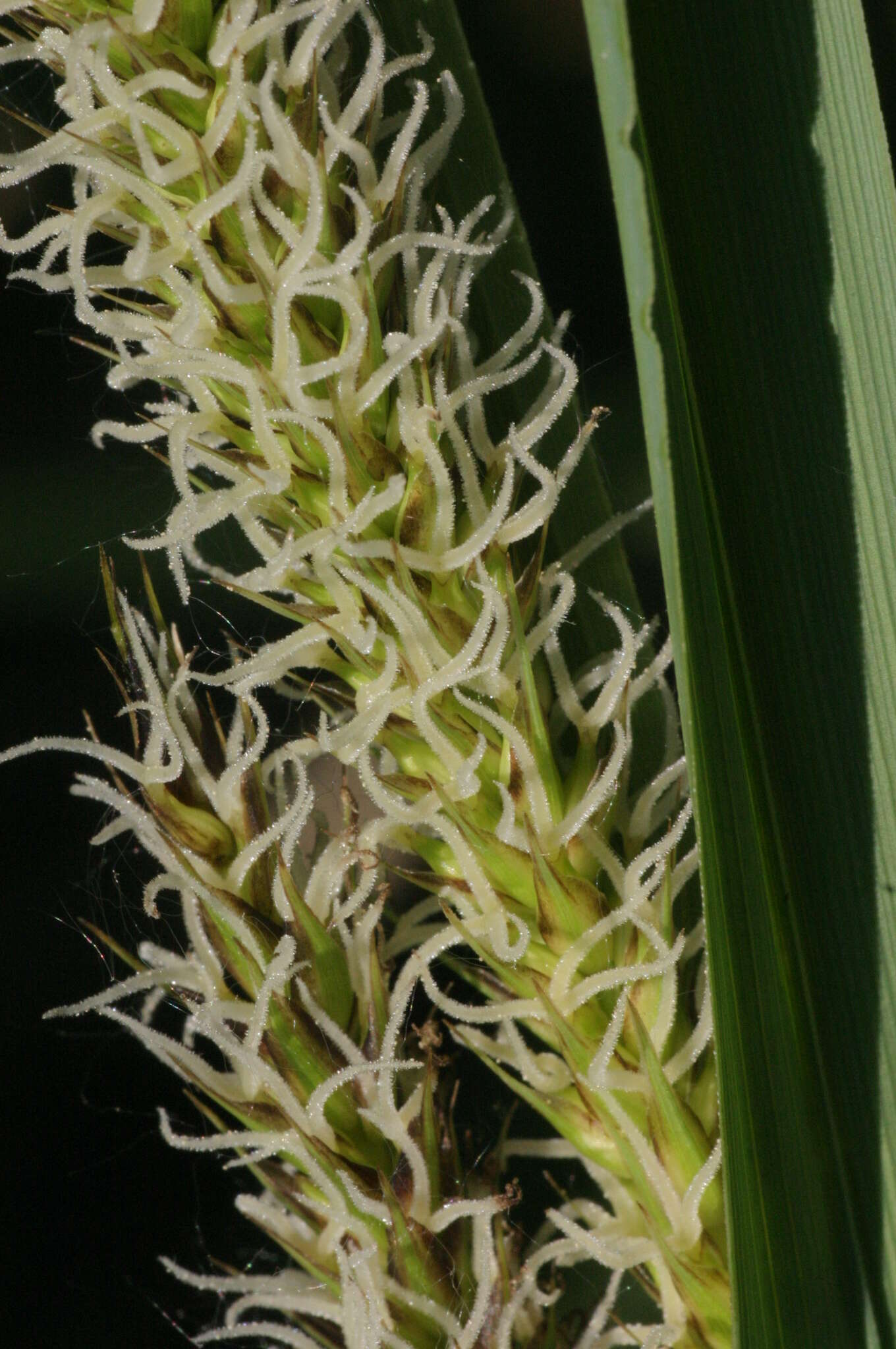 Image of Greater Pond-Sedge