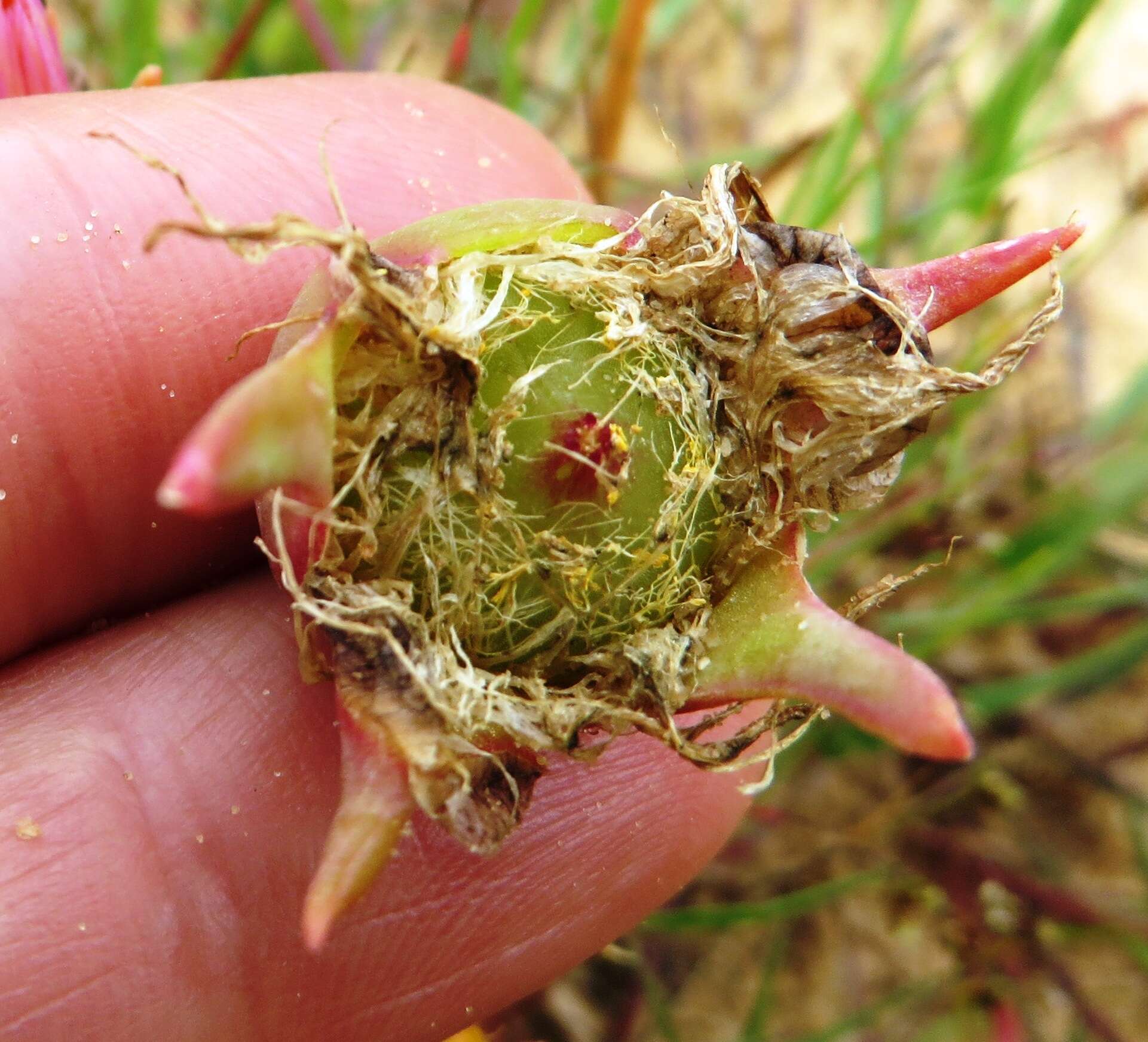 Image of Hymenogyne glabra subsp. glabra