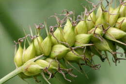 Image of Greater Pond-Sedge