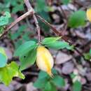 Image de Rosenbergiodendron densiflorum (K. Schum.) Fagerl.