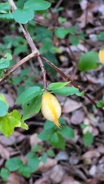 Image of Rosenbergiodendron densiflorum (K. Schum.) Fagerl.