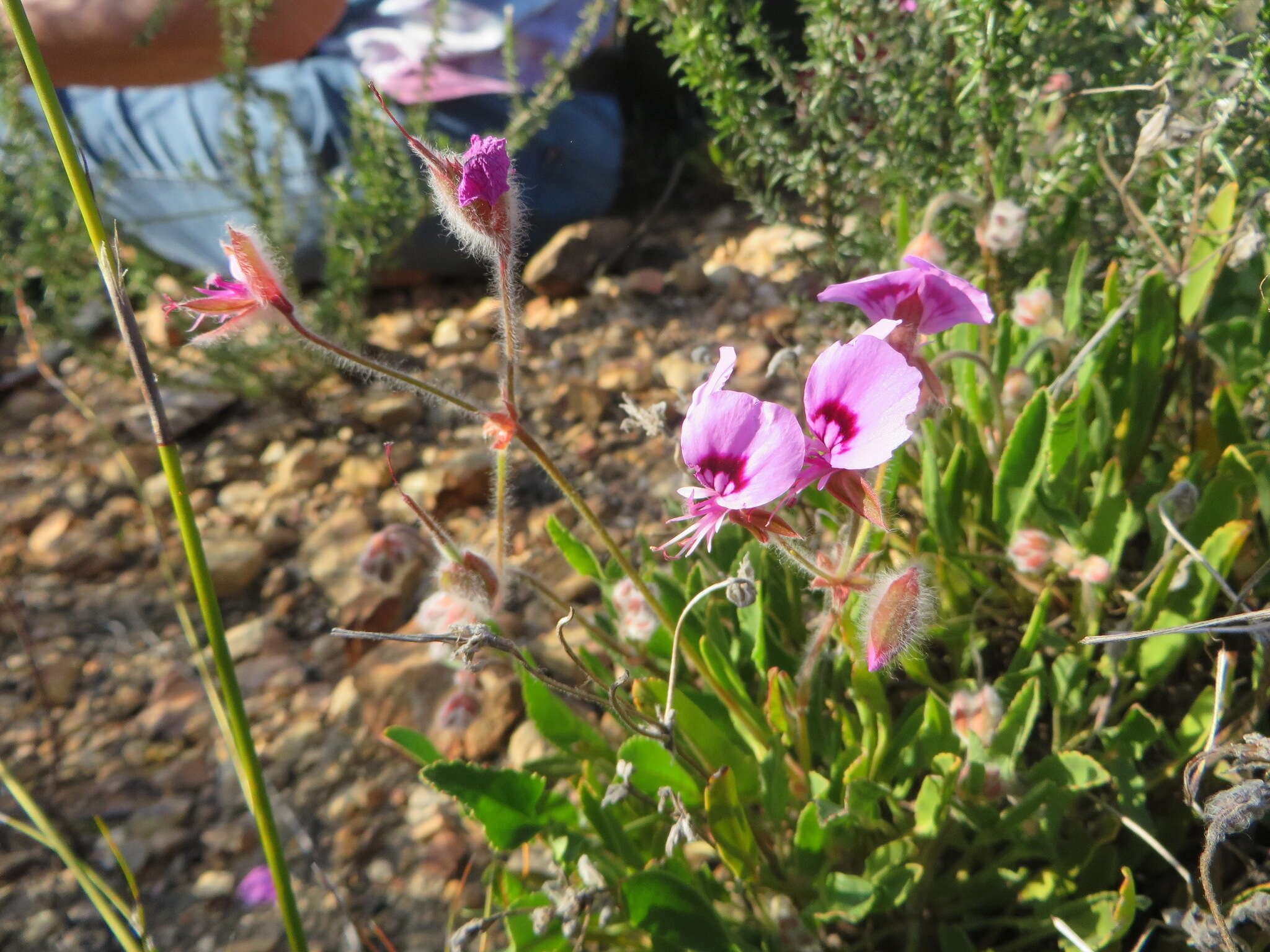 Imagem de Pelargonium ovale subsp. veronicifolium (Eckl. & Zeyh.) L. Hugo