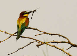 Image of bee-eater, european bee-eater