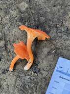 Image of Cantharellus corallinus Buyck & V. Hofst. 2016