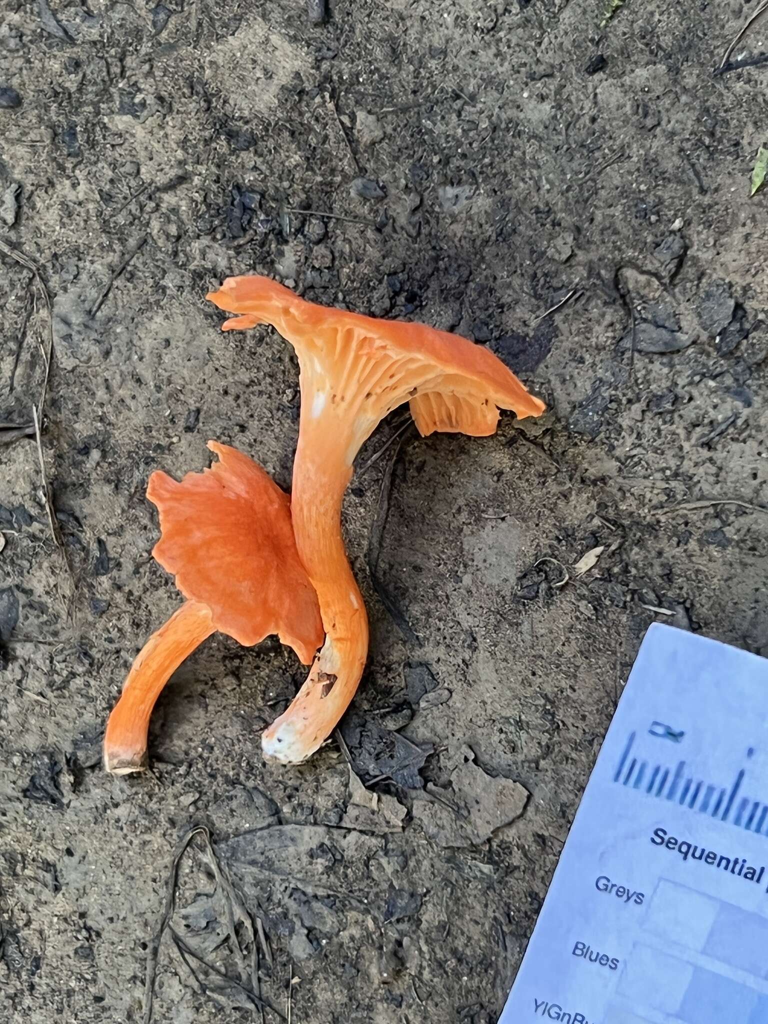 Image of Cantharellus corallinus Buyck & V. Hofst. 2016