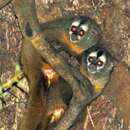 Image of Andean Night Monkey