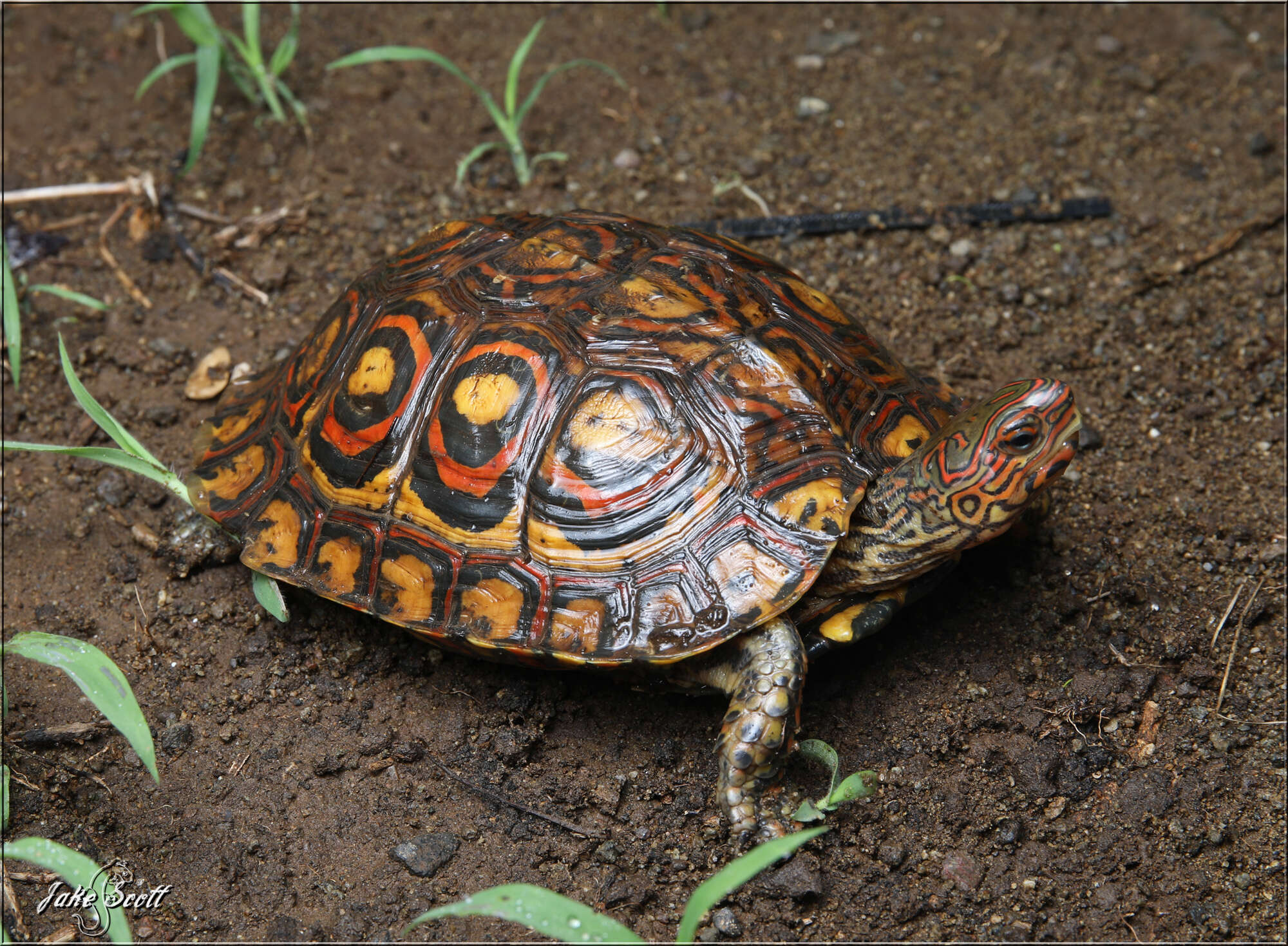 Image of Central American wood turtle