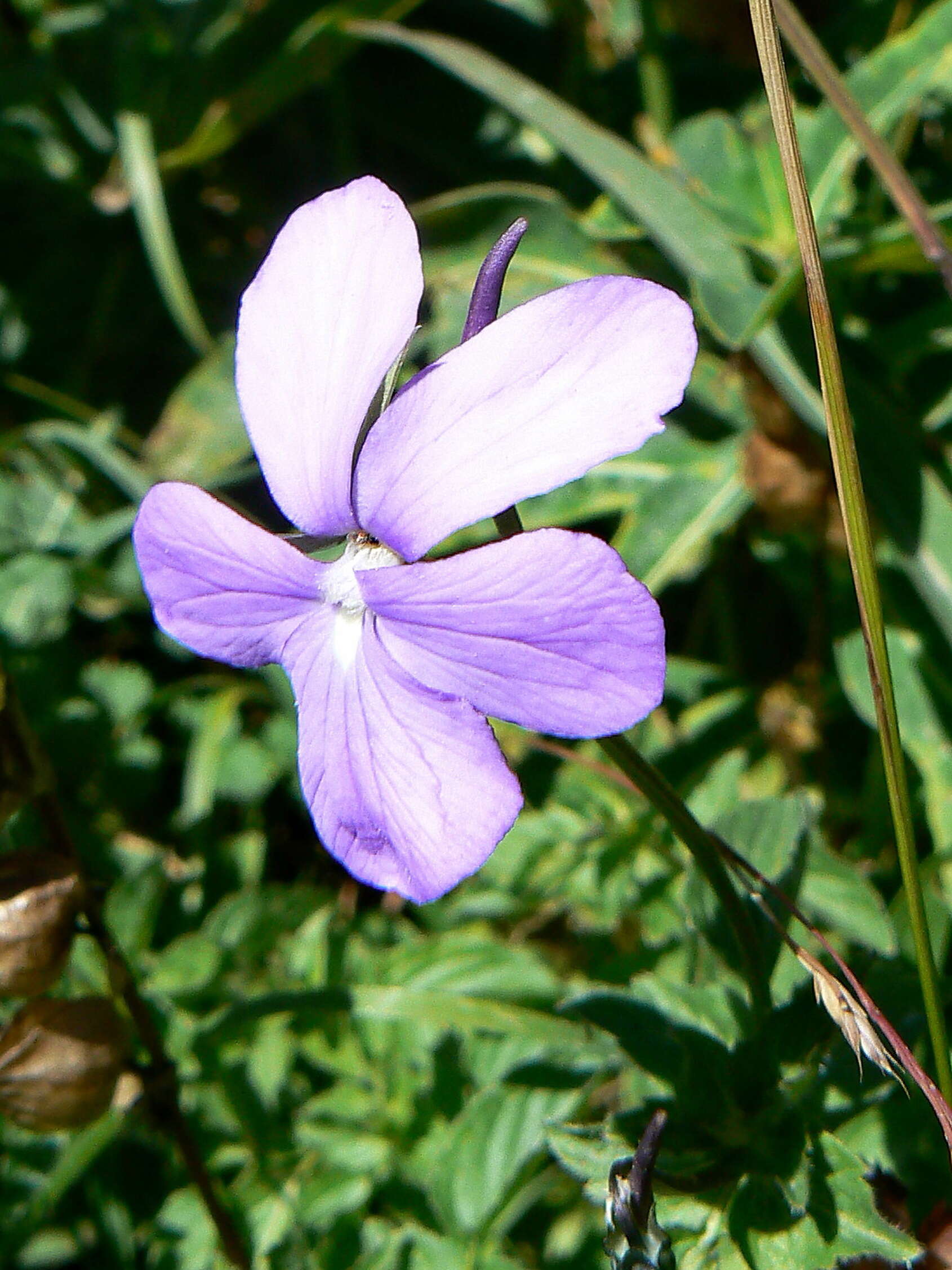 Image of Horned Pansy