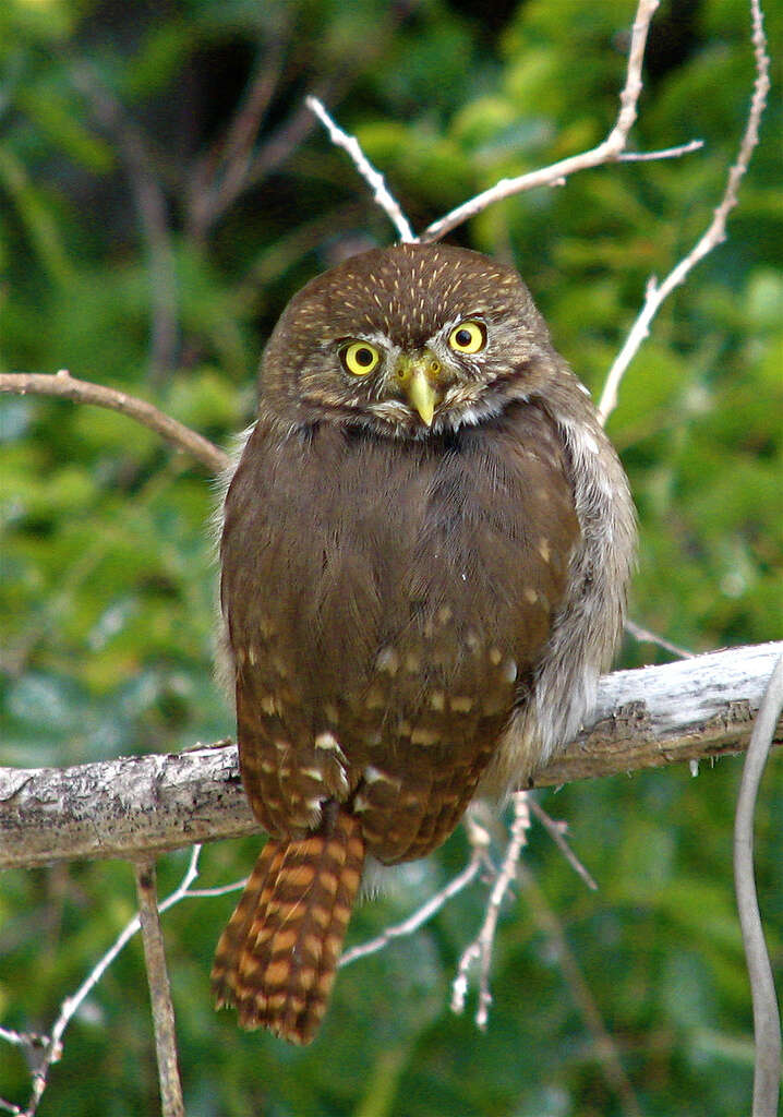 Image of Ferruginous Pygmy Owl