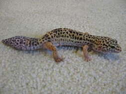 Image of Lichtenfelder's Gecko