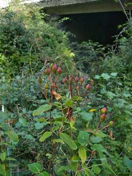 Image of Hypericum hircinum L.