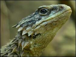 Image of Giant girdled lizard