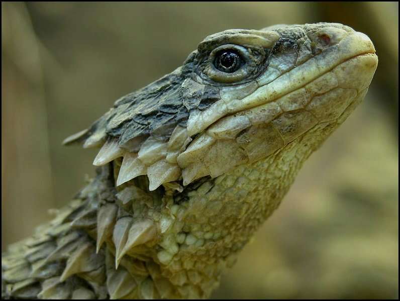 Image of Giant girdled lizard