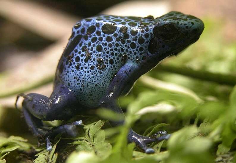 Image of Dendrobates azureus