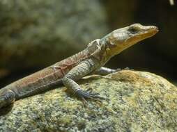 Image of Pungwe Flat Lizard