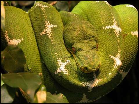 Image of Emerald Tree Boa