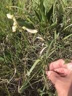 Image of Oklahoma beardtongue