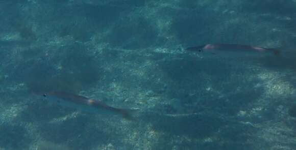 Image of Brown barracuda