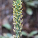 Image of Galeoglossum tubulosum (Lindl.) Salazar & Soto Arenas