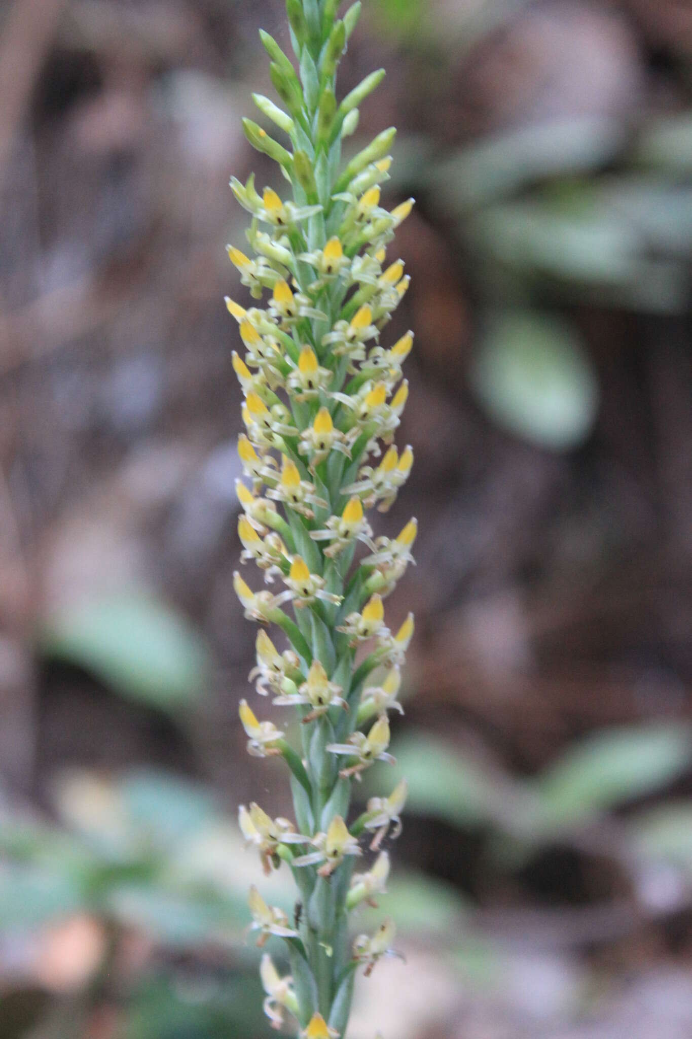 Image of Galeoglossum tubulosum (Lindl.) Salazar & Soto Arenas