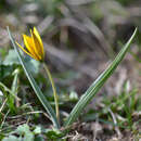 Image of Tulipa dasystemon (Regel) Regel