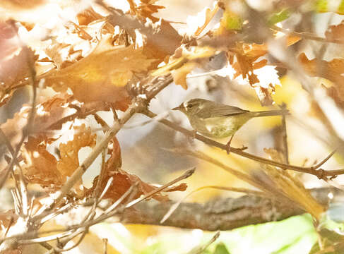 Image of Japanese Bush Warbler