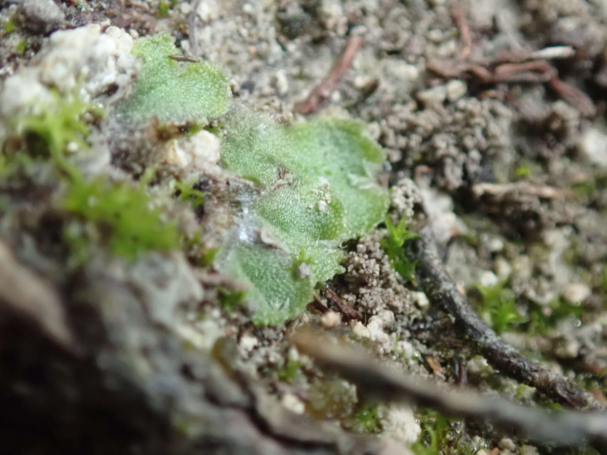 Image of Clevea hyalina (Sommerf.) Lindb.