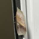 Image of Pterogonia cardinalis Holloway 1976