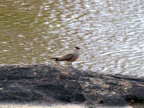 Image of Madagascan Pratincole