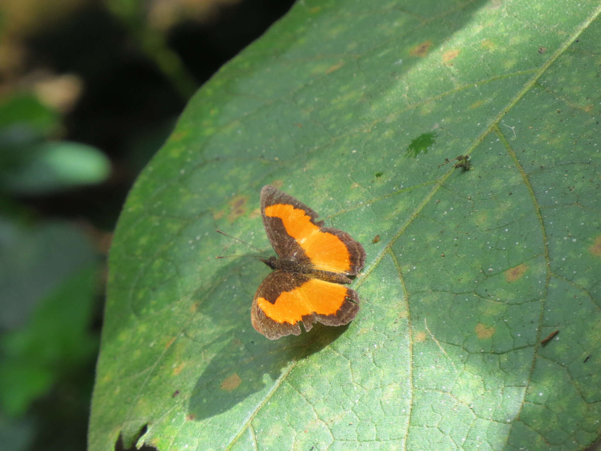 Vanessula milea latifasciata Joicey & Talbot 1928 resmi