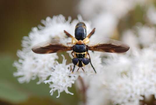 Imagem de Trichopoda plumipes (Fabricius 1805)