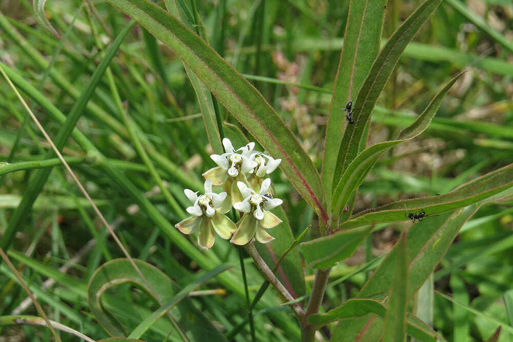 Image of Asclepias mellodora St. Hil.