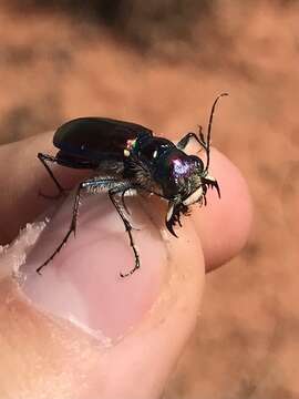 Image of Cicindela (Cicindela) pulchra pulchra Say 1823